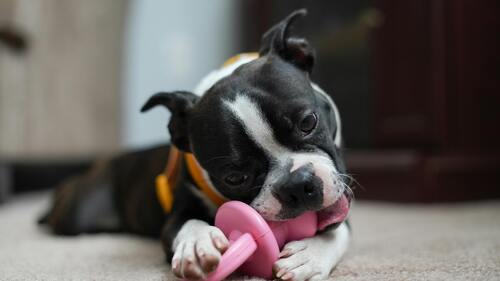 A selection of pet toys for your pet's entertainment