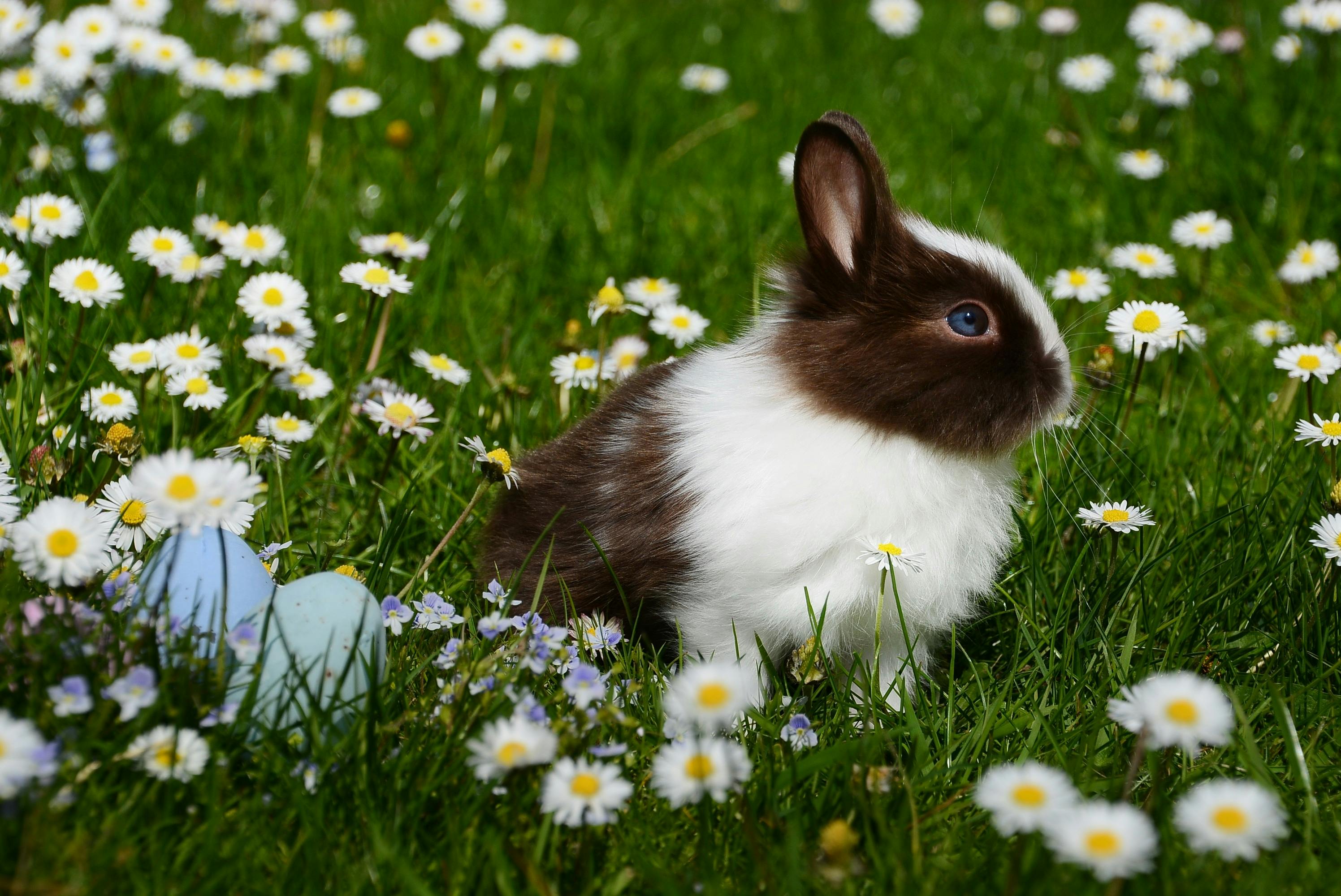 Small &amp; exotic pets