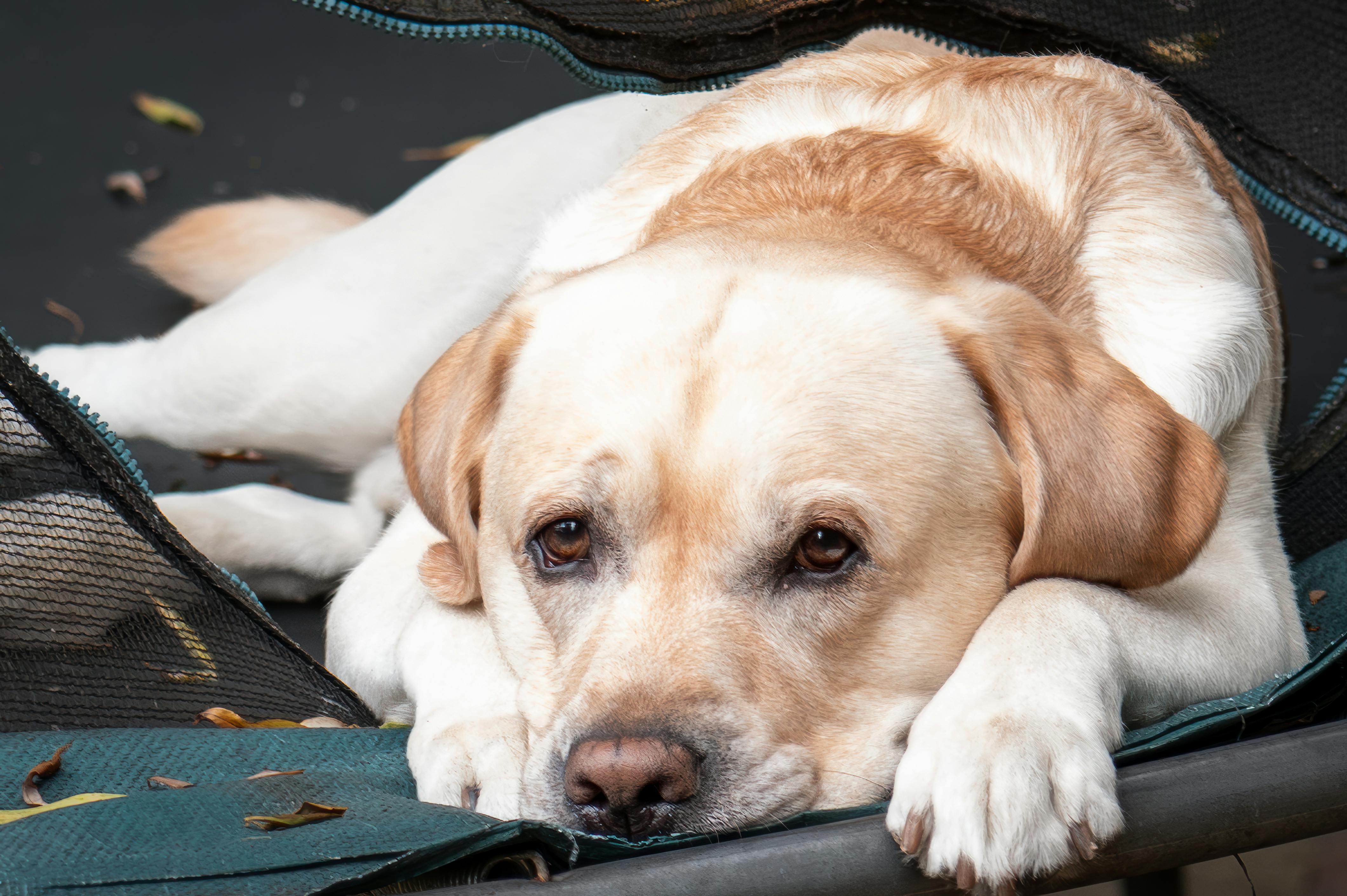 A dog resting at home
